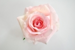 Einzelklammer Rose rose'